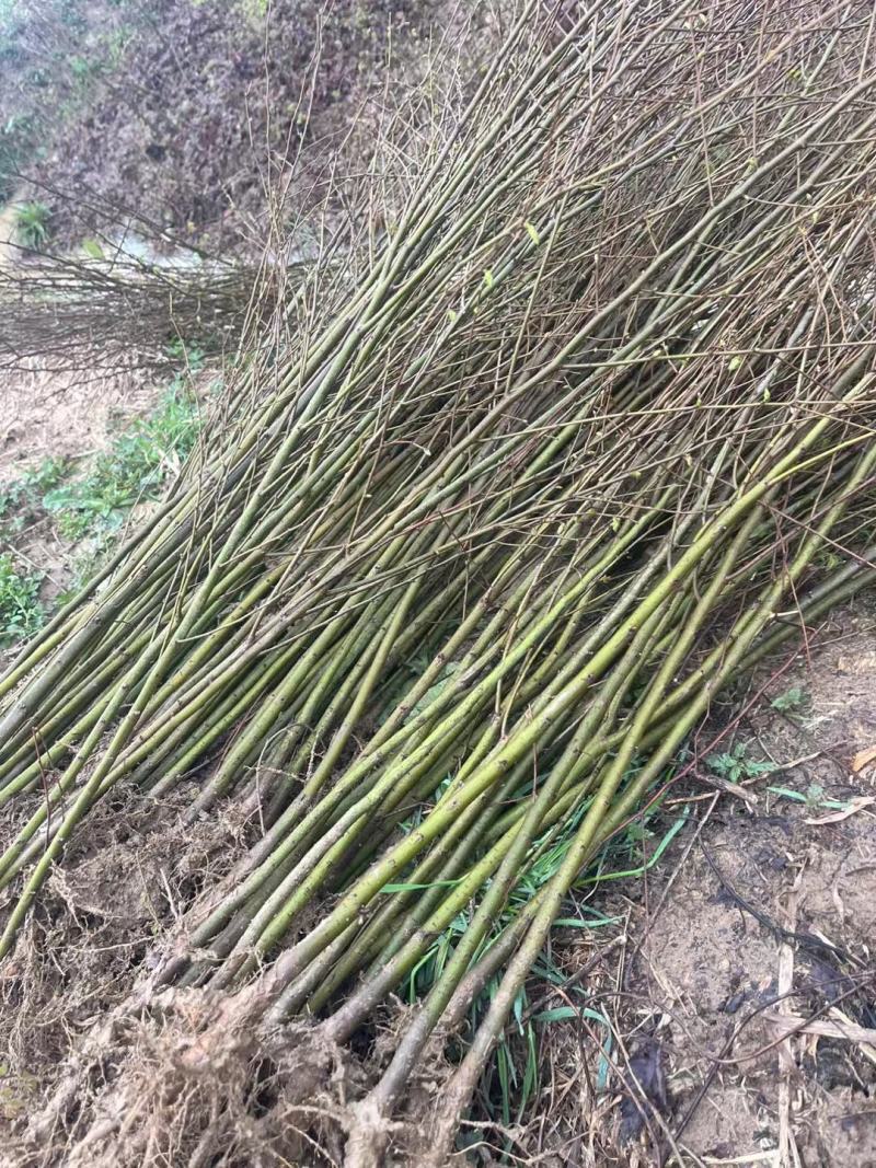 正宗榉树苗榉树小苗（基地自产自销，没有中间商，价格实惠）