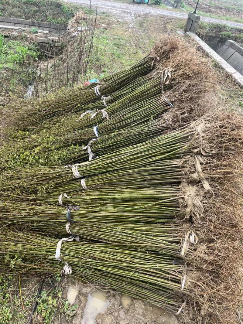正宗榉树苗榉树小苗（基地自产自销，没有中间商，价格实惠）
