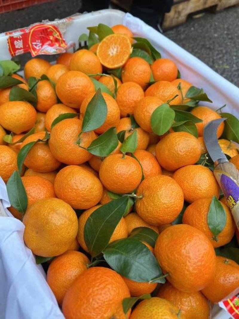 热卖推荐精品广西沙糖桔一手货源可视频看货保质量
