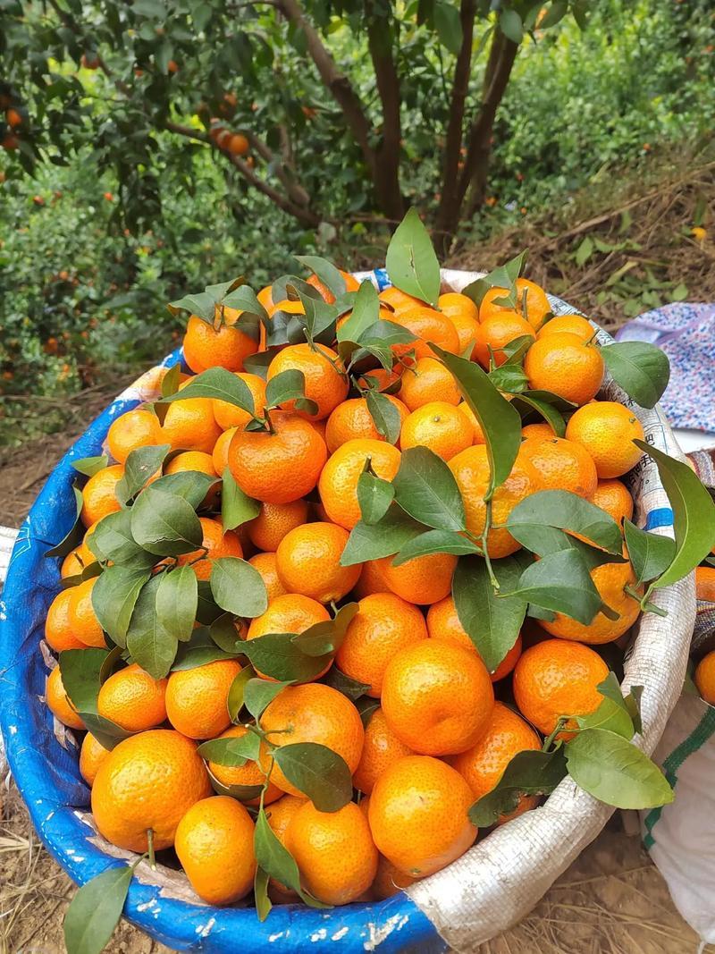 热卖推荐精品广西沙糖桔一手货源可视频看货保质量