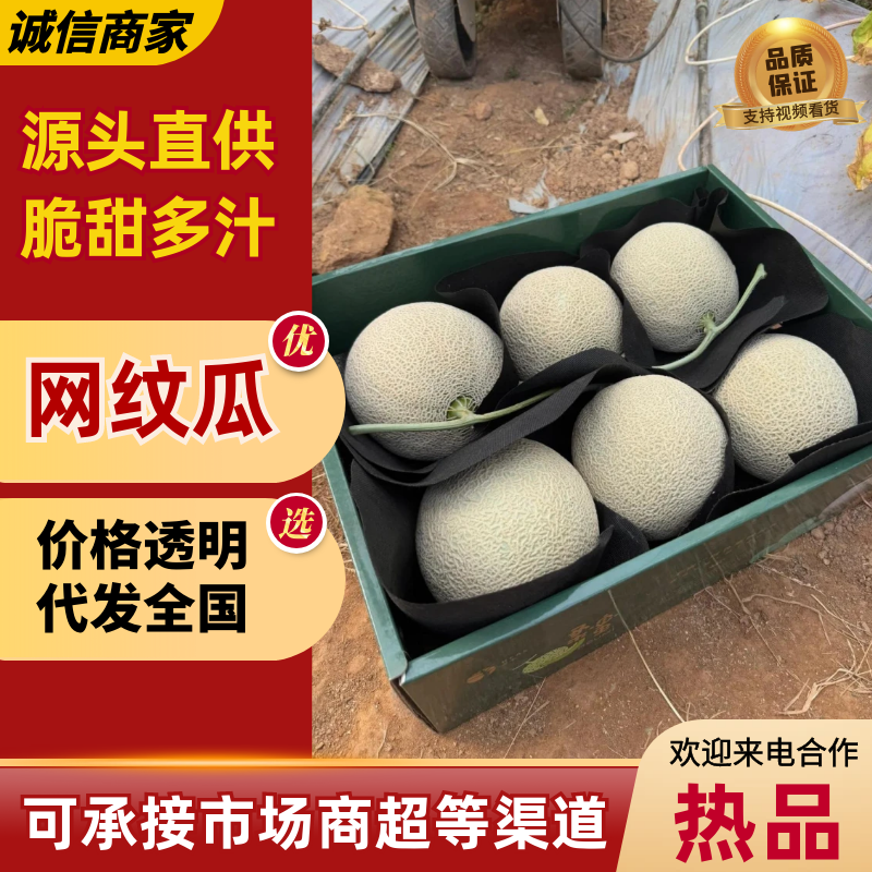 海南网纹瓜基地一手货源对接电商市场商超可视频