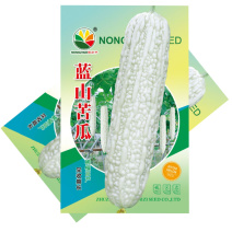 早熟蓝山大白苦瓜种子耐热微苦瓜果率高采收期长产量高