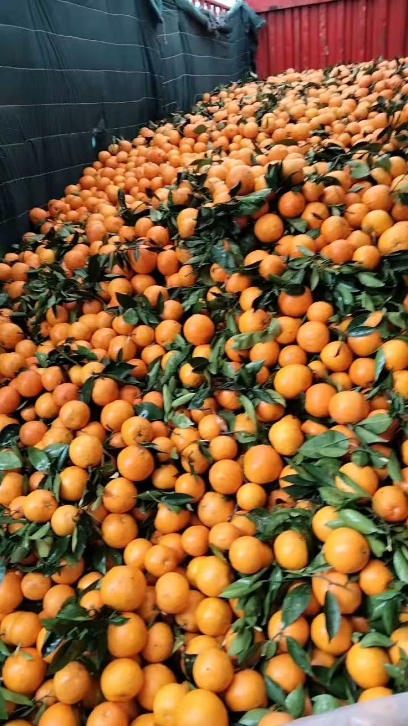 【精选】奉节脐橙橙子货源充足对接加工厂电商市场等