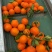 【精选】奉节脐橙橙子货源充足对接加工厂电商市场等