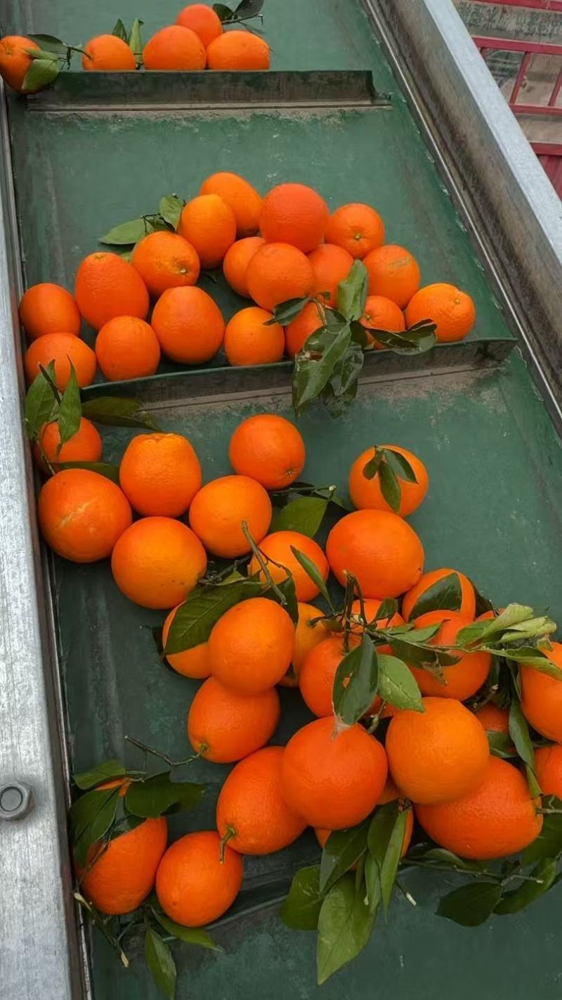 奉节脐橙橙子产地直发规格齐全保质保量对接全国