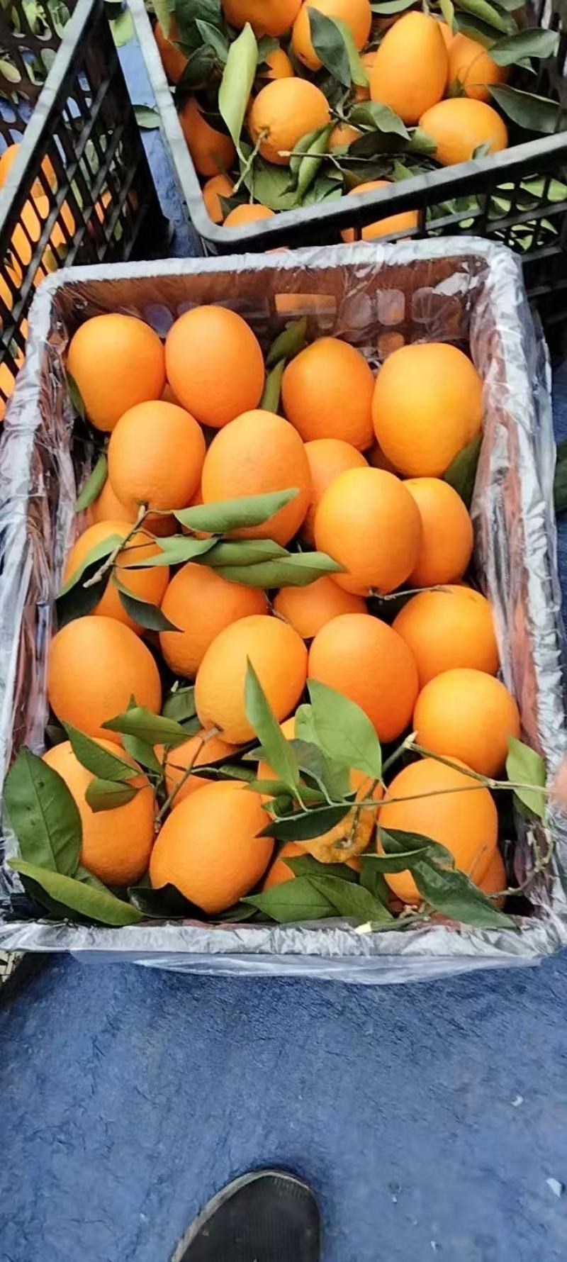 奉节脐橙橙子产地直发规格齐全保质保量对接全国