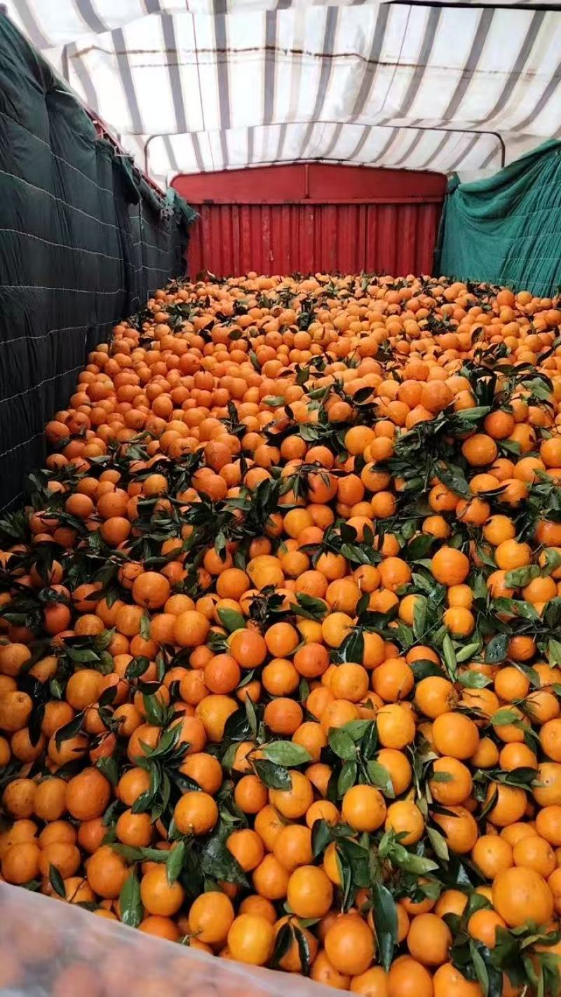 奉节脐橙橙子产地直发规格齐全保质保量对接全国