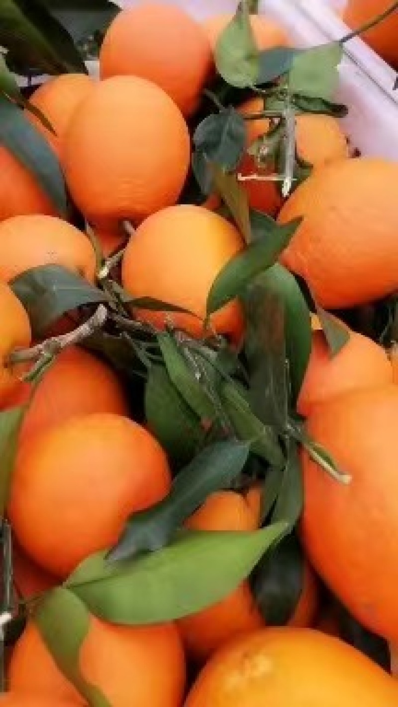 奉节脐橙橙子产地直发规格齐全保质保量对接全国