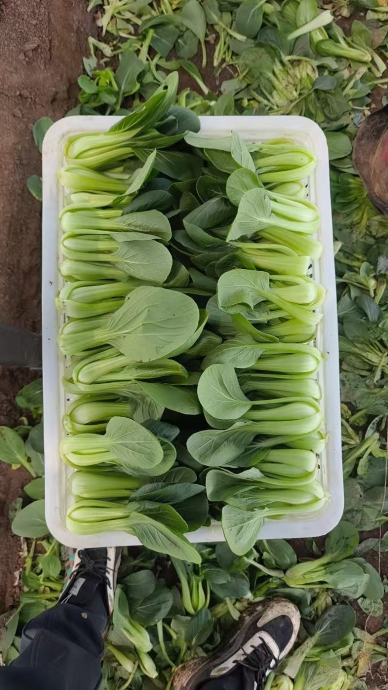 大量供应上海青，常年有货