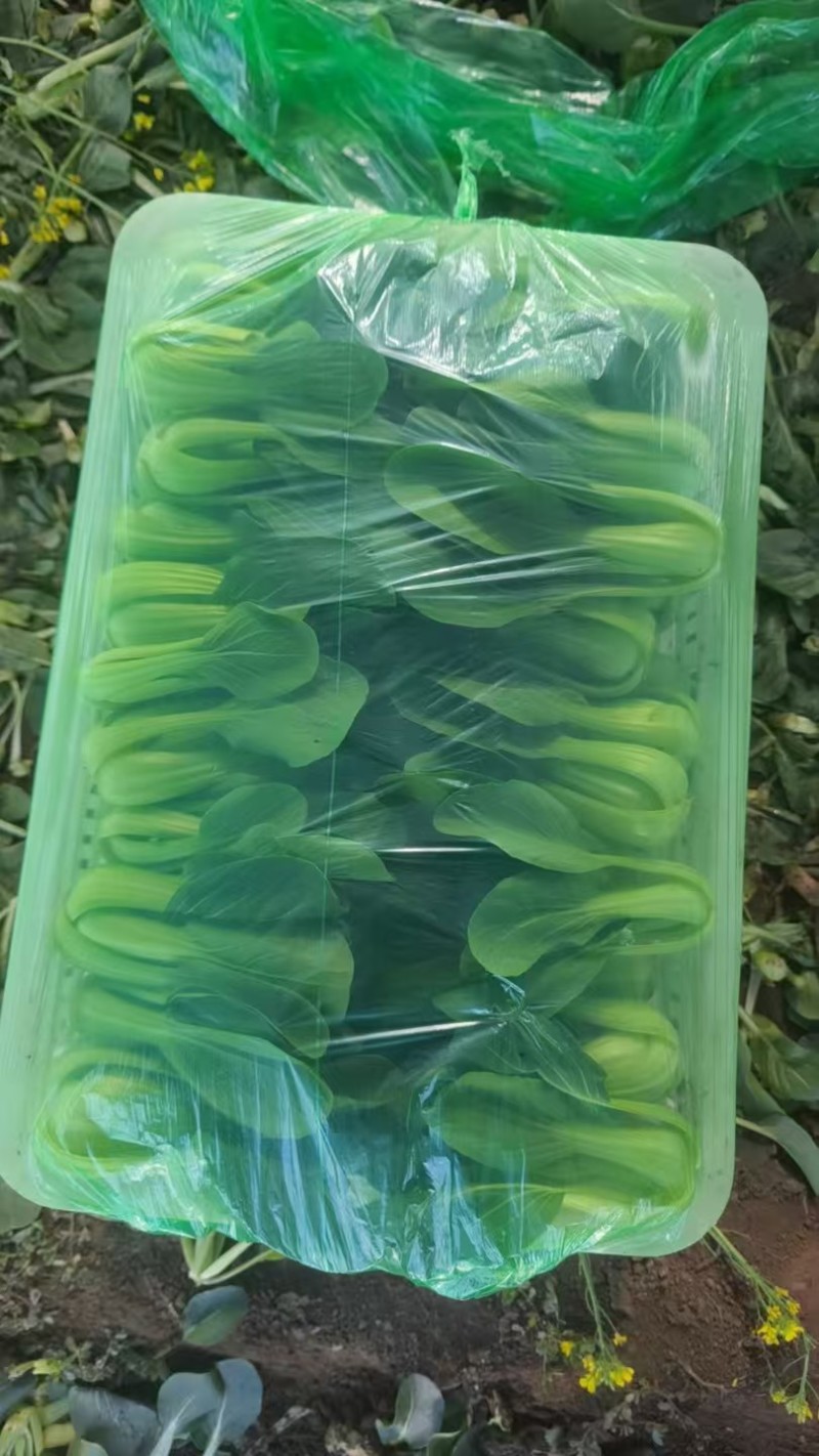 大量供应上海青，常年有货