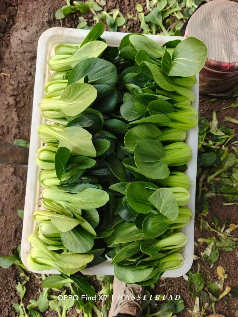 大量供应上海青，常年有货