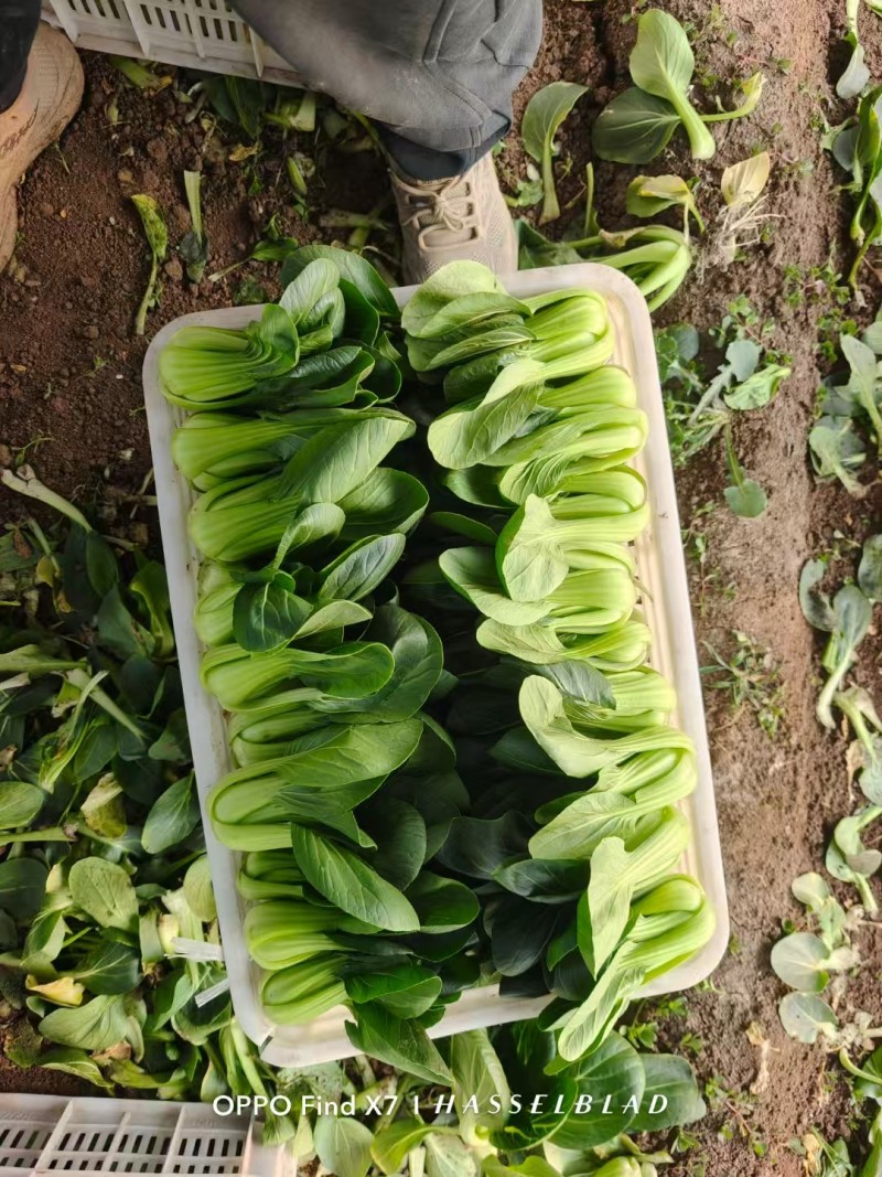 大量供应上海青，常年有货