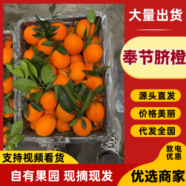 奉节脐橙橙子产地直发规格齐全保质保量对接全国