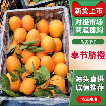 【精选】奉节脐橙橙子货源充足对接加工厂电商市场等