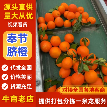 重庆精品奉节脐橙大量上市诚信规格齐全一级果二级果全国供应