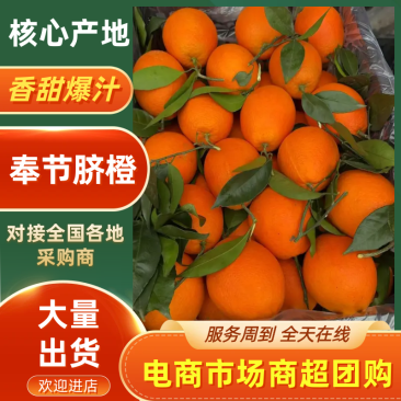 优质橙子奉节脐橙商品果二级果一树小果次果规格齐全
