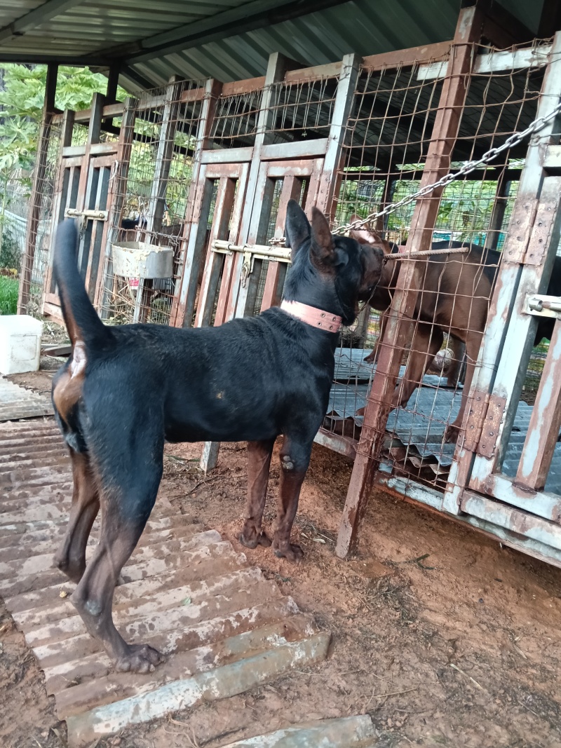 四川成都/苏联红犬/品种好/可视频看/有意者联系