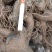 【免费提供种植技术】优质白术芽白术种苗成活率高品质好