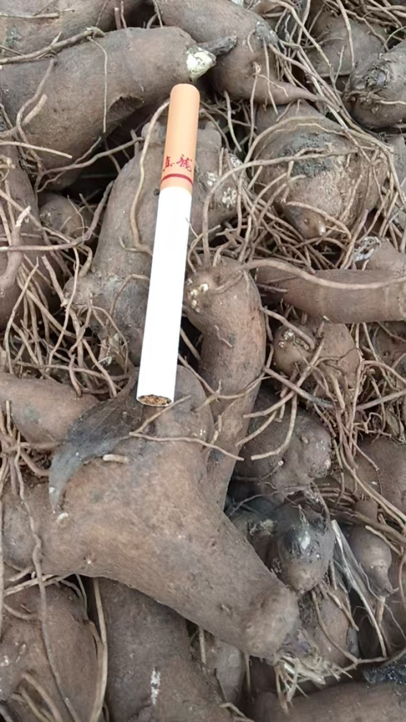 【免费提供种植技术】优质白术芽白术种苗成活率高品质好