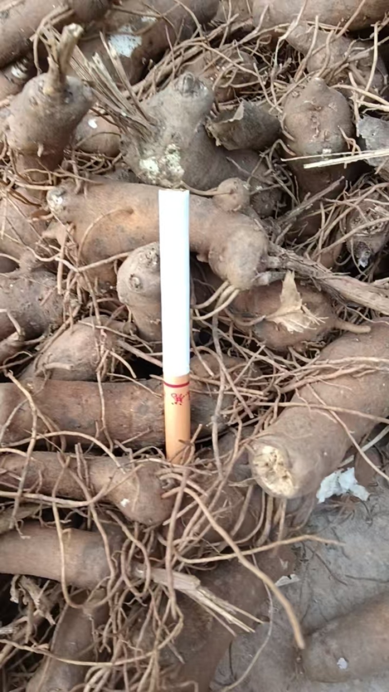 【免费提供种植技术】优质白术芽白术种苗成活率高品质好