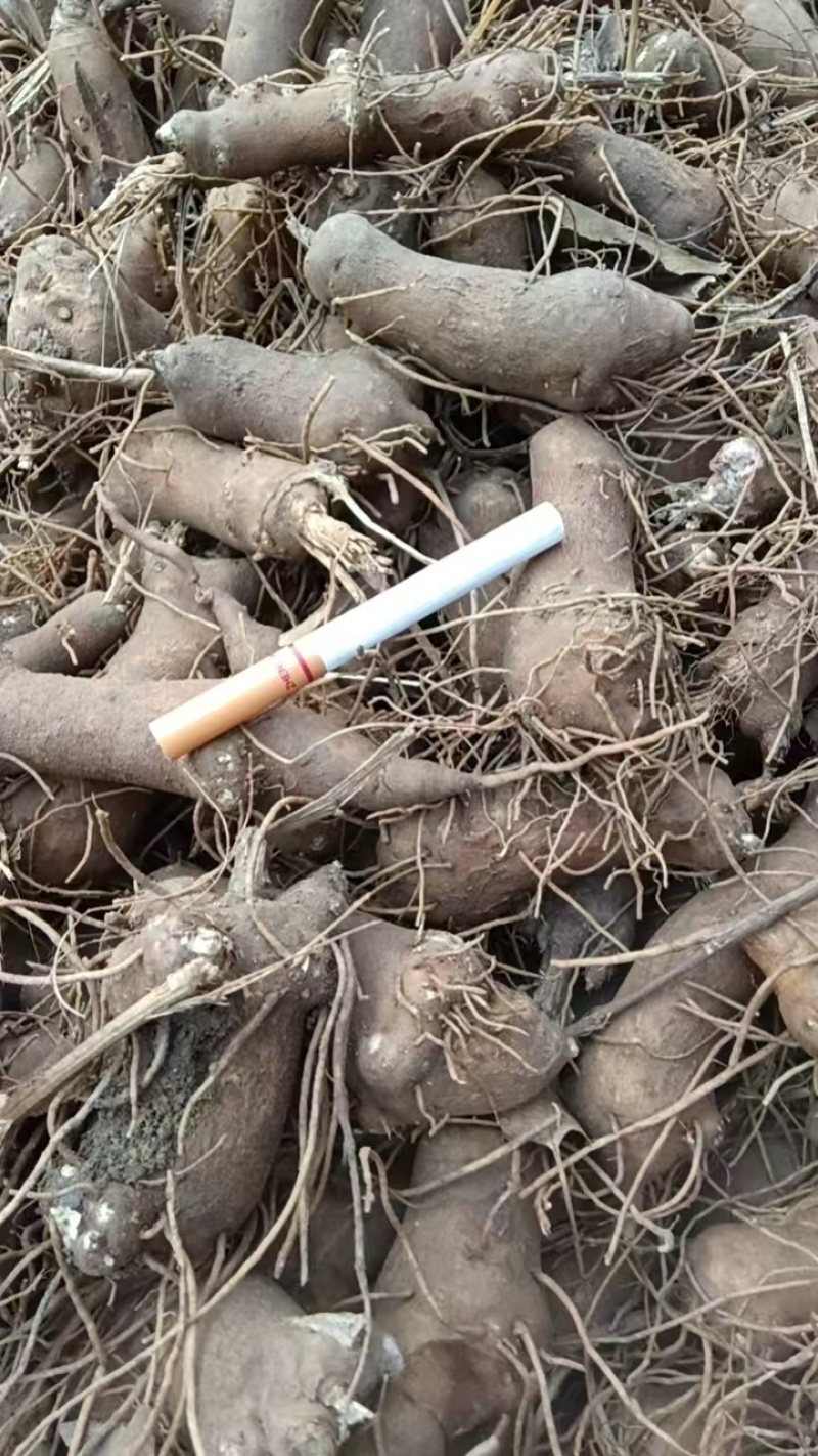 【免费提供种植技术】优质白术芽白术种苗成活率高品质好