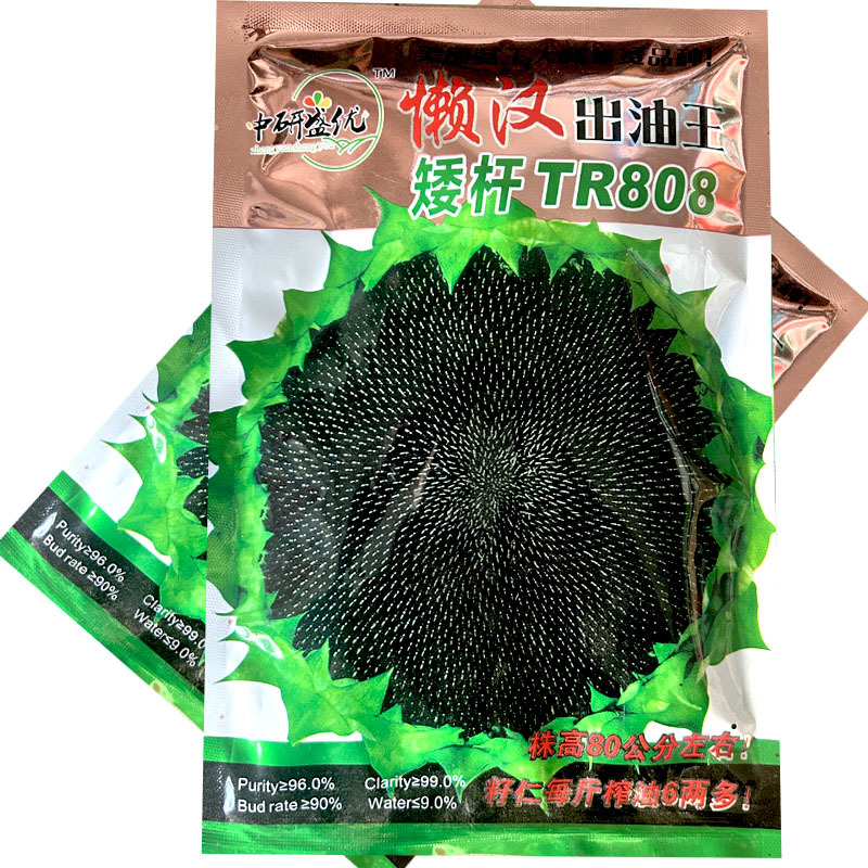 懒汉出油王油葵种子向日葵籽矮杆TR808基地型