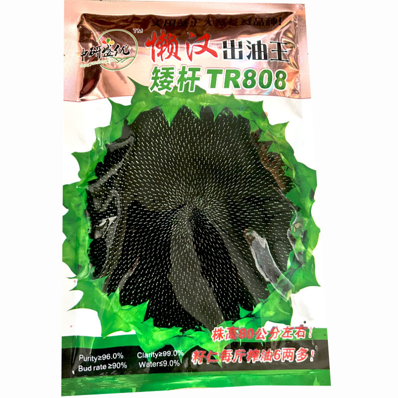 懒汉出油王油葵种子向日葵籽矮杆TR808基地型