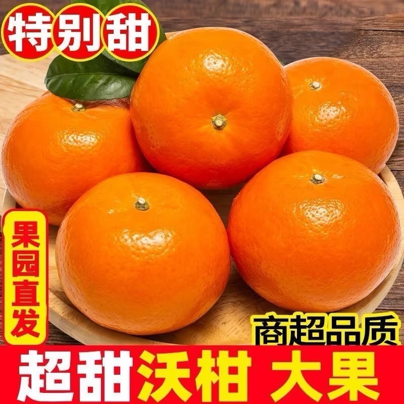 四川沃柑果色靓丽皮干净无水伤疤痕大小规格都有承接电商商超带货