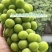 《阳光玫瑰》陕西阳光玫瑰/蒲城葡萄/电商团购