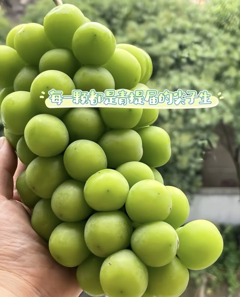 《阳光玫瑰》陕西阳光玫瑰/蒲城葡萄/电商团购