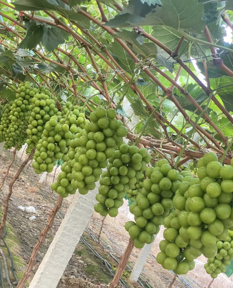 《阳光玫瑰》陕西阳光玫瑰/蒲城葡萄/电商团购