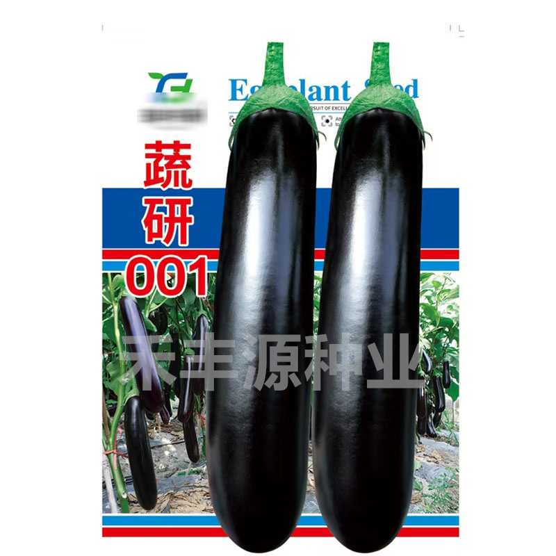 蔬研001绿萼紫皮优质品种烧烤茄中早熟耐低温基地品种