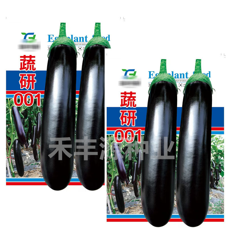 蔬研001绿萼紫皮优质品种烧烤茄中早熟耐低温基地品种
