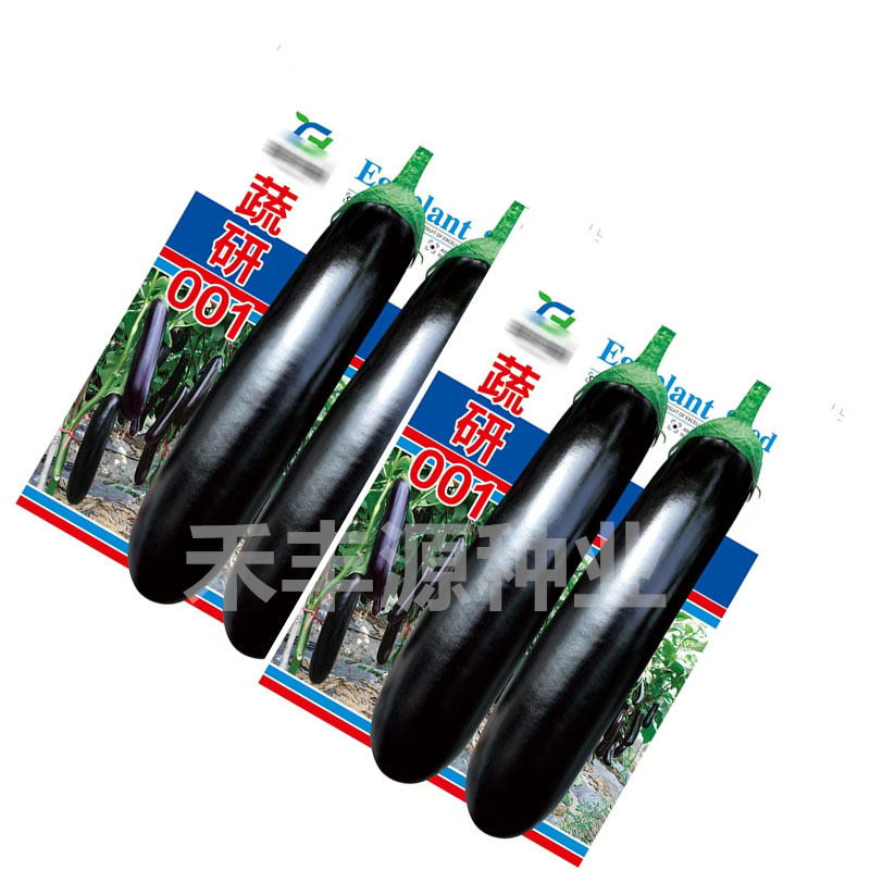 蔬研001绿萼紫皮优质品种烧烤茄中早熟耐低温基地品种