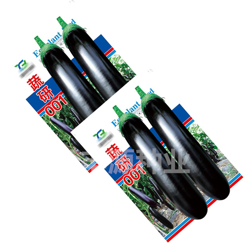 蔬研001绿萼紫皮优质品种烧烤茄中早熟耐低温基地品种