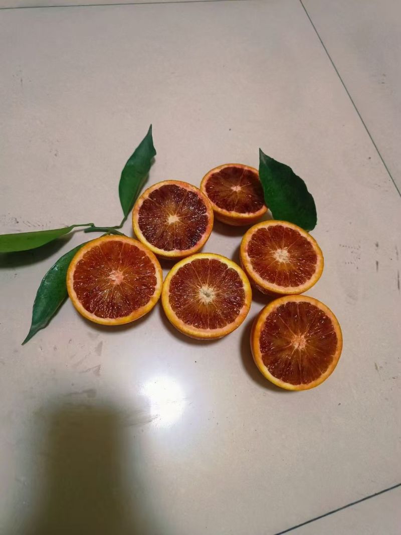 资中塔罗科血橙一手货源耐运输储存现场看货视频看货满意为止