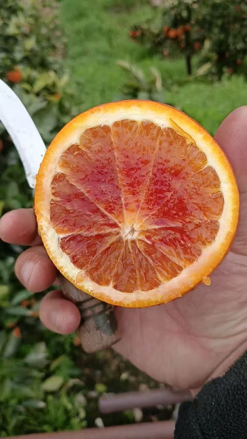 资中塔罗科血橙一手货源耐运输储存现场看货视频看货满意为止