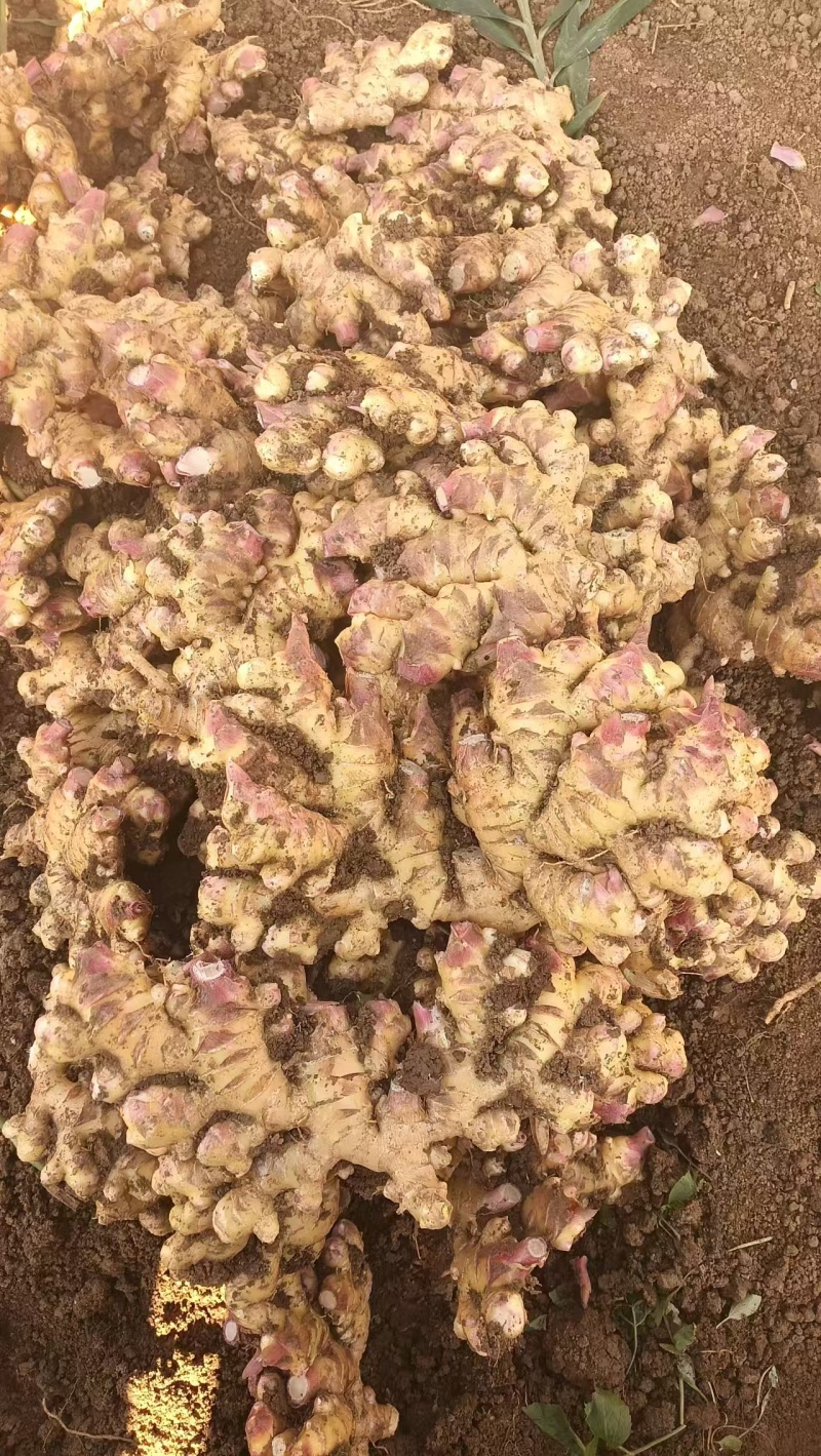 【热卖】贵州二黄姜鲜姜洪芽姜大量上市，产地直发欢迎电联