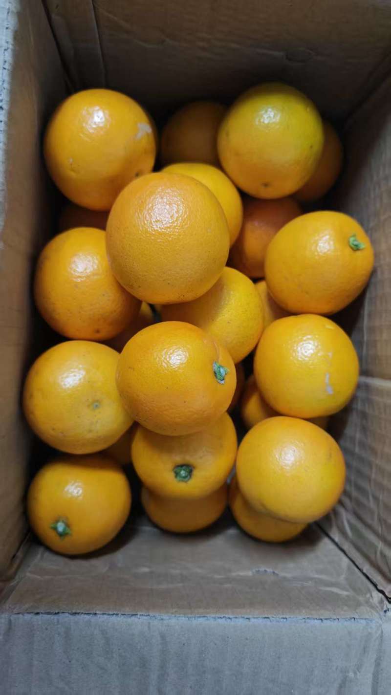 麻阳冰糖橙对接电商平台一件代发保质保量销量高