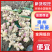 【热卖】贵州二黄姜鲜姜红芽姜大量上市，产地直发欢迎电联