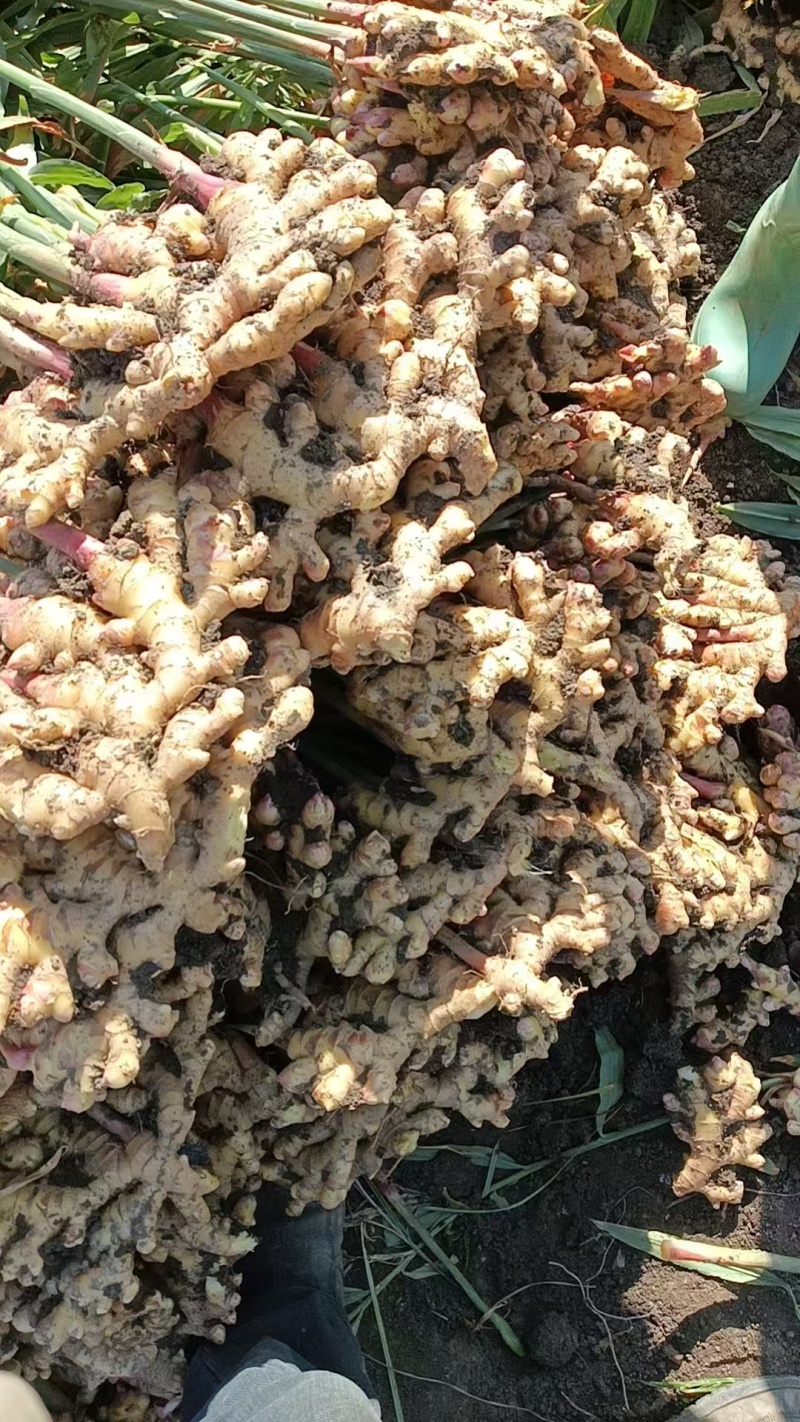 【热卖】贵州二黄姜鲜姜红芽姜大量上市，产地直发欢迎电联