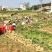 【热卖】贵州二黄姜鲜姜红芽姜大量上市，产地直发欢迎电联