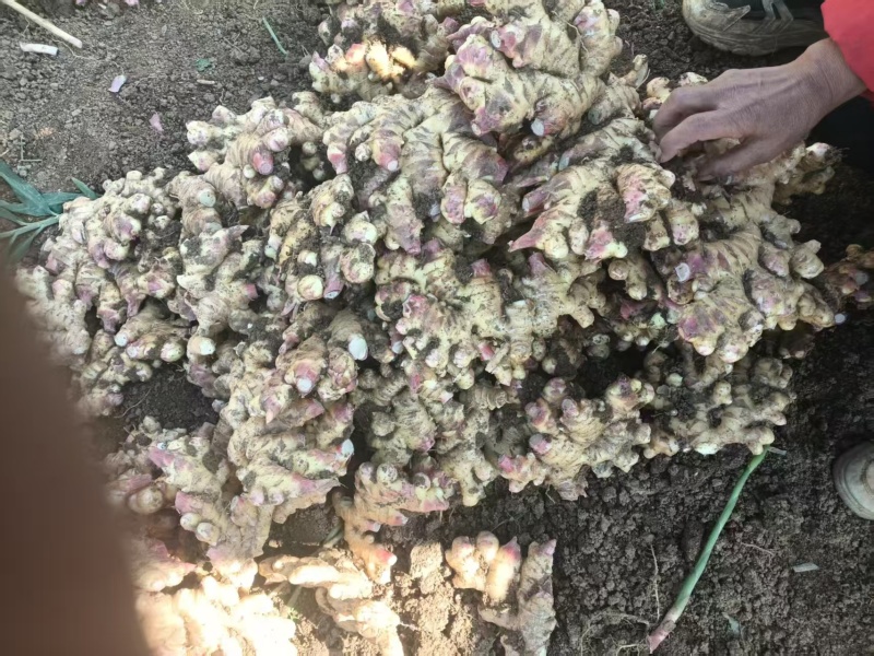 【热卖】贵州二黄姜鲜姜红芽姜大量上市，产地直发欢迎电联