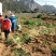 【热卖】贵州二黄姜鲜姜红芽姜大量上市，产地直发欢迎电联