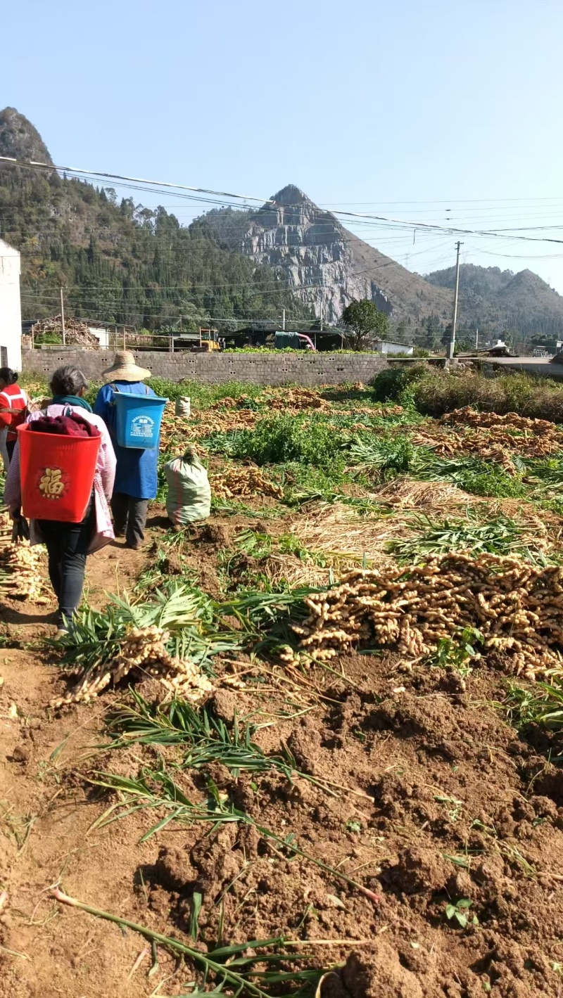 【热卖】贵州二黄姜鲜姜红芽姜大量上市，产地直发欢迎电联