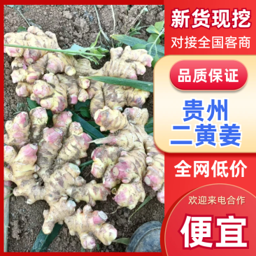 精【热卖】贵州二黄姜鲜姜红芽姜大量上市，产地直发欢迎电联