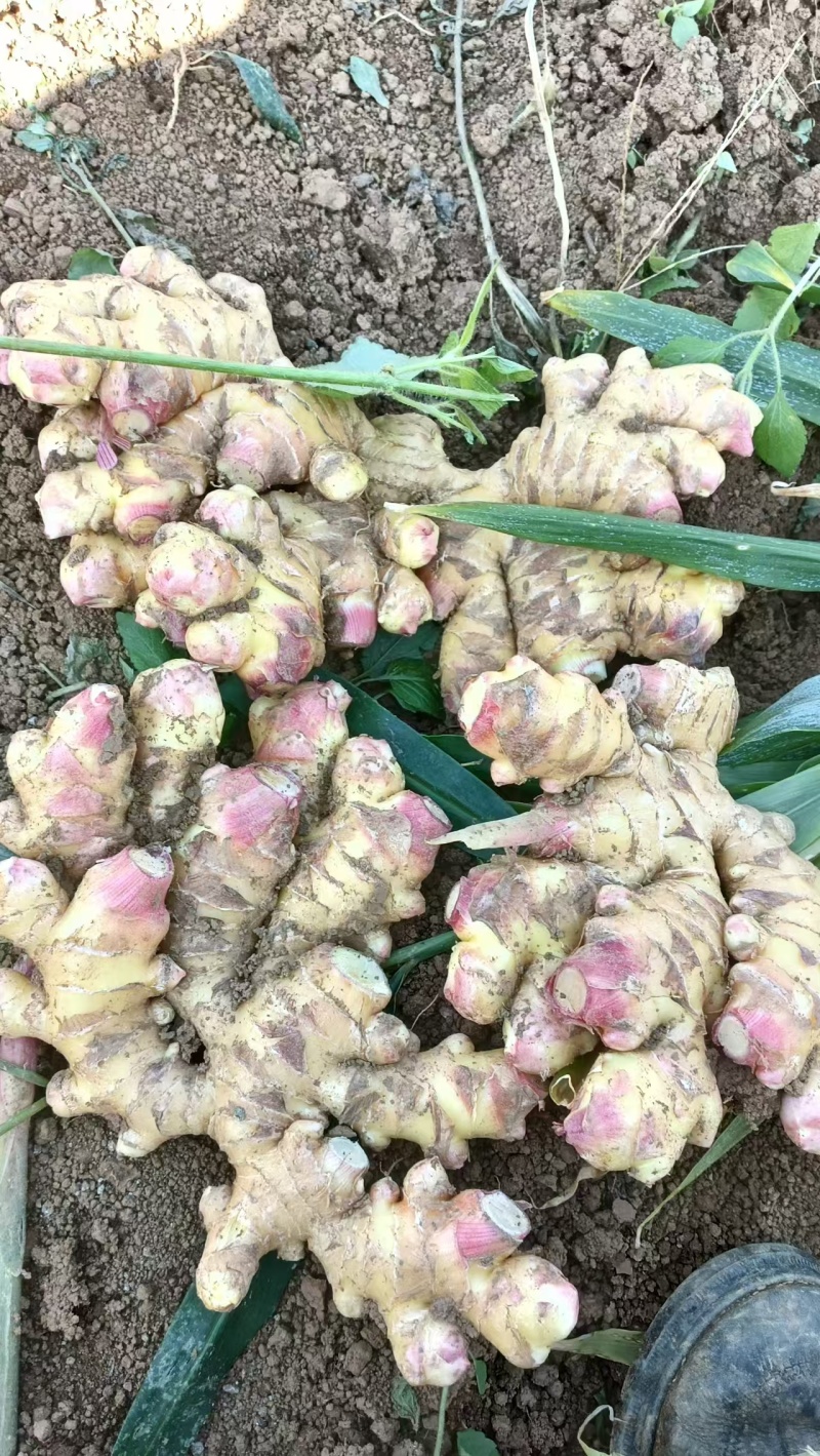 精【热卖】贵州二黄姜鲜姜红芽姜大量上市，产地直发欢迎电联