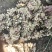 精【热卖】贵州二黄姜鲜姜红芽姜大量上市，产地直发欢迎电联