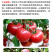 瓦拉格罗美座有机水溶肥料番茄苹果叶面肥农药促进授粉坐果
