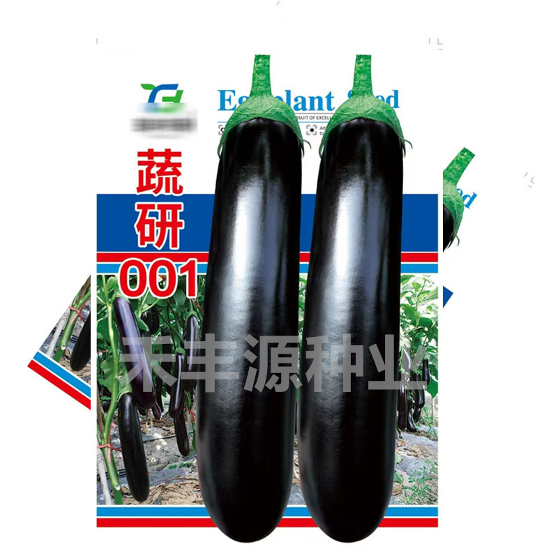 蔬研001绿萼紫皮优质品种烧烤茄中早熟耐低温基地品种